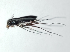 Cicindela scabrosa