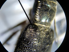 Cicindela scabrosa