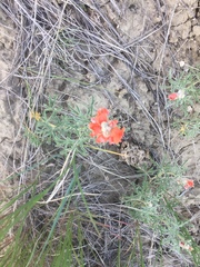 Sphaeralcea coccinea coccinea