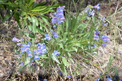 Penstemon scariosus
