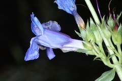 Penstemon scariosus