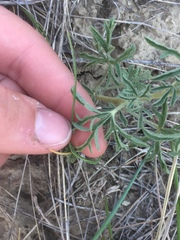 Sphaeralcea coccinea coccinea