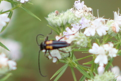 Typocerus lunulatus