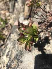 Coccinella monticola