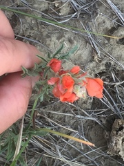 Sphaeralcea coccinea coccinea