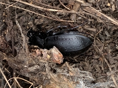 Carabus taedatus