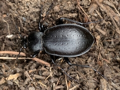Carabus taedatus