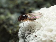 Mycodrosophila