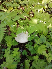 Suillus placidus