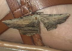 Lytrosis