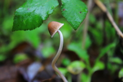 Psathyrella