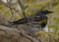 Setophaga coronata coronata × auduboni