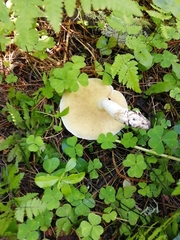 Suillus placidus