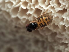 Mycodrosophila dimidiata