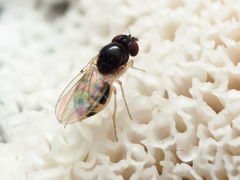 Mycodrosophila dimidiata