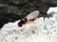 Mycodrosophila dimidiata