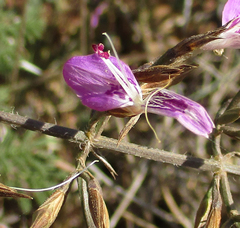 Dicliptera decorticans image