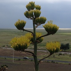 Agave salmiana salmiana