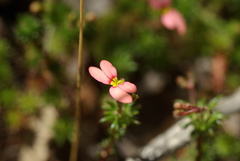 Stylidium recurvum