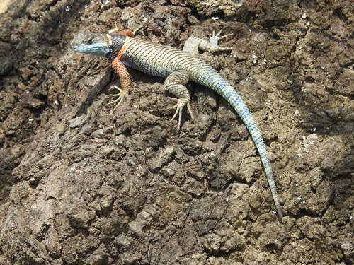 Southern Crevice Spiny Lizard