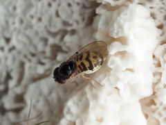 Mycodrosophila claytonae