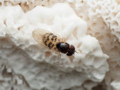Mycodrosophila claytonae
