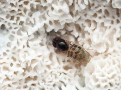 Mycodrosophila claytonae