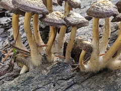 Mycena overholtsii