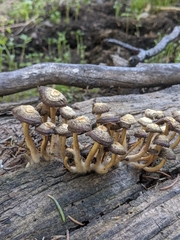Mycena overholtsii