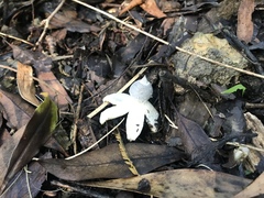Geastrum pectinatum