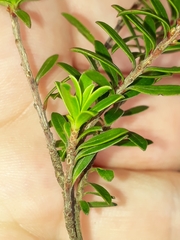 Kunzea amathicola