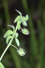 Nemophila breviflora