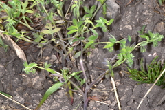 Nemophila breviflora