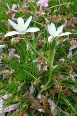 Ornithogalum umbellatum