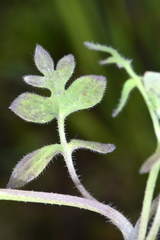 Nemophila breviflora