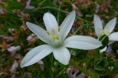 Ornithogalum umbellatum