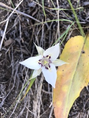 Calochortus lyallii