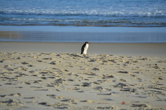 Eudyptes pachyrhynchus