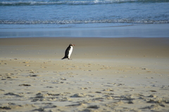 Eudyptes pachyrhynchus