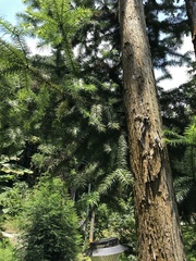 Cunninghamia
