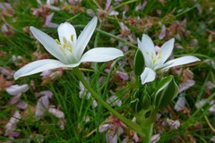 Ornithogalum umbellatum