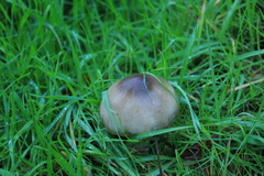 Volvopluteus gloiocephalus