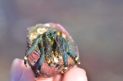 Clibanarius virescens