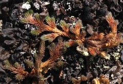 Selaginella sibirica
