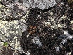 Selaginella sibirica