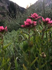 Castilleja rhexiifolia