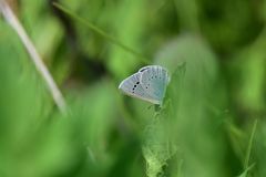Glaucopsyche lycormas