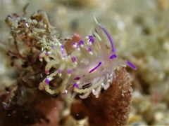 Unidentia aliciae
