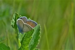 Glaucopsyche lycormas