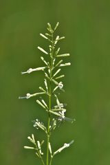 Silene chlorantha